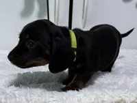 Yola's Molly Bee, a female Miniature Dachshund for sale in Marysville, WA – 3 of 8
