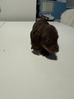 Wynona's Merle, a male Miniature Dachshund for sale in Marysville, WA – 4 of 7