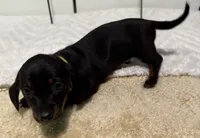 Yola's Molly Bee, a female Miniature Dachshund for sale in Marysville, WA – 6 of 8