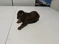 Wynona's Merle, a male Miniature Dachshund for sale in Marysville, WA – 5 of 7