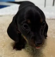 Yola's Molly Bee, a female Miniature Dachshund for sale in Marysville, WA – 5 of 8