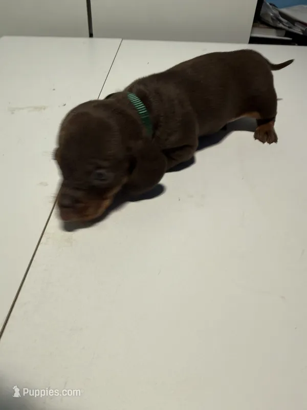Wynona's Merle – Miniature Dachshund puppy for sale in Marysville, WA