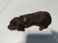 Wynona's Johnny, a male Miniature Dachshund for sale in Marysville, WA – 6 of 6