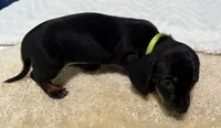 Yola's Molly Bee, a female Miniature Dachshund for sale in Marysville, WA – 8 of 8