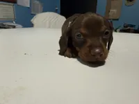 Wynona's Johnny, a male Miniature Dachshund for sale in Marysville, WA – 2 of 6