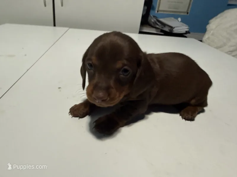 Wynona's Johnny, a male Miniature Dachshund for sale in Marysville, WA – 1 of 6