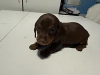 Wynona's Johnny, a male Miniature Dachshund for sale in Marysville, WA – 1 of 6