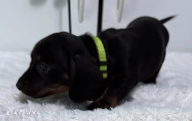 Yola's Molly Bee – Miniature Dachshund puppy on hold in Marysville, WA