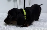Yola's Molly Bee, a female Miniature Dachshund for sale in Marysville, WA – 1 of 8