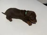Wynona's Merle, a male Miniature Dachshund for sale in Marysville, WA – 6 of 7