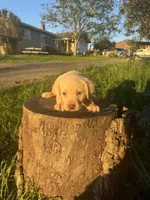 Dude , a male Labrador Retriever for sale in Napa, CA – Photo 2 of 2