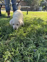 Dude , a male Labrador Retriever for sale in Napa, CA – Photo 2 of 6