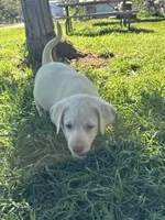 Dude , a male Labrador Retriever for sale in Napa, CA – Photo 5 of 6
