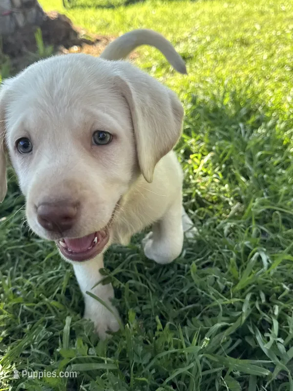 Dude  – Labrador Retriever puppy for sale in Napa, CA