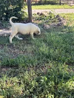 Dude , a male Labrador Retriever for sale in Napa, CA – Photo 6 of 6