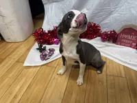 Cleo , a female Boston Terrier for sale in Napa, CA – Photo 2 of 3