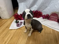 Cleo , a female Boston Terrier for sale in Napa, CA – Photo 1 of 3