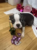 Cleo , a female Boston Terrier for sale in Napa, CA – Photo 3 of 3