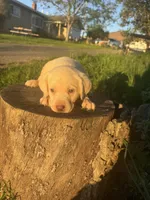 Bruce , a male Labrador Retriever for sale in Napa, CA – Photo 3 of 3