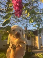 Bruce , a male Labrador Retriever for sale in Napa, CA – Photo 2 of 3