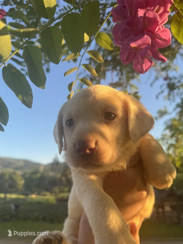 Bruce  – Labrador Retriever puppy for sale in Napa, CA