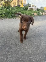 Charlie, a male Labrador Retriever for sale in Napa, CA – Photo 1 of 3