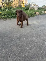 Charlie, a male Labrador Retriever for sale in Napa, CA – Photo 3 of 3