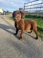 Charlie, a male Labrador Retriever for sale in Napa, CA – Photo 2 of 3