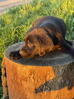 Jake , a male Labrador Retriever for sale in Napa, CA – Photo 2 of 2