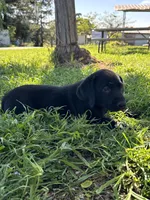 Jake , a male Labrador Retriever for sale in Napa, CA – Photo 4 of 8