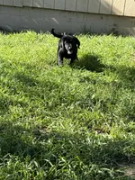 Jake , a male Labrador Retriever for sale in Napa, CA – Photo 5 of 8