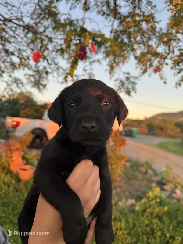Jake , a male Labrador Retriever for sale in Napa, CA – Photo 1 of 2