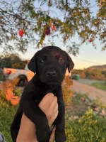 Jake , a male Labrador Retriever for sale in Napa, CA – Photo 1 of 2