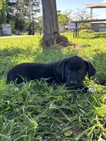 Jake , a male Labrador Retriever for sale in Napa, CA – Photo 1 of 8