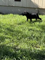 Jake , a male Labrador Retriever for sale in Napa, CA – Photo 8 of 8