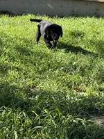 Jake , a male Labrador Retriever for sale in Napa, CA – Photo 7 of 8