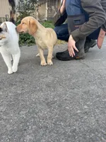 Honey girl , a female Labrador Retriever for sale in Napa, CA – Photo 3 of 3