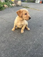 Honey girl , a female Labrador Retriever for sale in Napa, CA – Photo 1 of 3