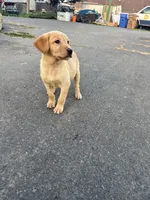 Honey girl , a female Labrador Retriever for sale in Napa, CA – Photo 2 of 3
