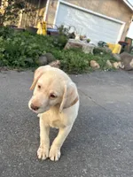 Cody , a male Labrador Retriever for sale in Napa, CA – Photo 2 of 3