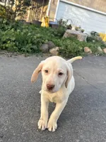 Cody , a male Labrador Retriever for sale in Napa, CA – Photo 3 of 3