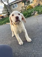 Cody , a male Labrador Retriever for sale in Napa, CA – Photo 1 of 3