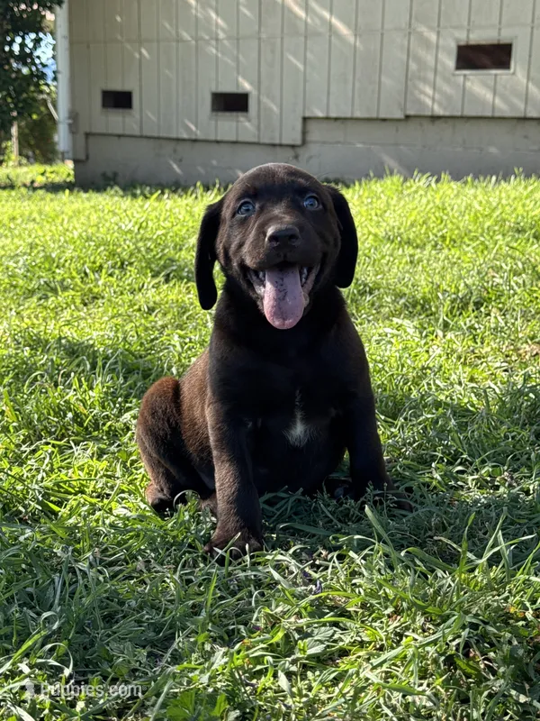 Theo  – Labrador Retriever puppy for sale in Napa, CA