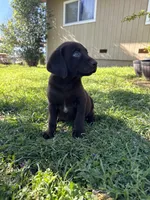 Theo , a male Labrador Retriever for sale in Napa, CA – Photo 2 of 4