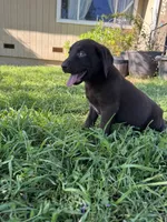 Thor, a male Labrador Retriever for sale in Napa, CA – Photo 2 of 4