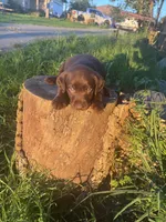 Theo , a male Labrador Retriever for sale in Napa, CA – Photo 2 of 2