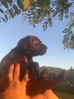 Theo , a male Labrador Retriever for sale in Napa, CA – Photo 1 of 2