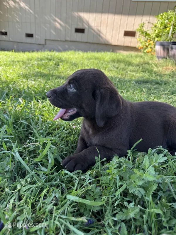 Thor, a male Labrador Retriever for sale in Napa, CA – Photo 1 of 4