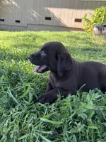 Thor, a male Labrador Retriever for sale in Napa, CA – Photo 1 of 4