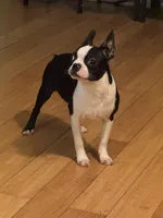 Ladybug , a female Boston Terrier for sale in Napa, CA – Photo 1 of 4